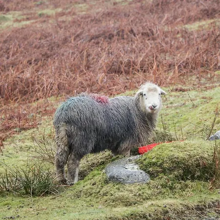 Lamb * Windermere